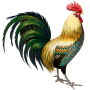 Massimos-Rooster2-1 (1)